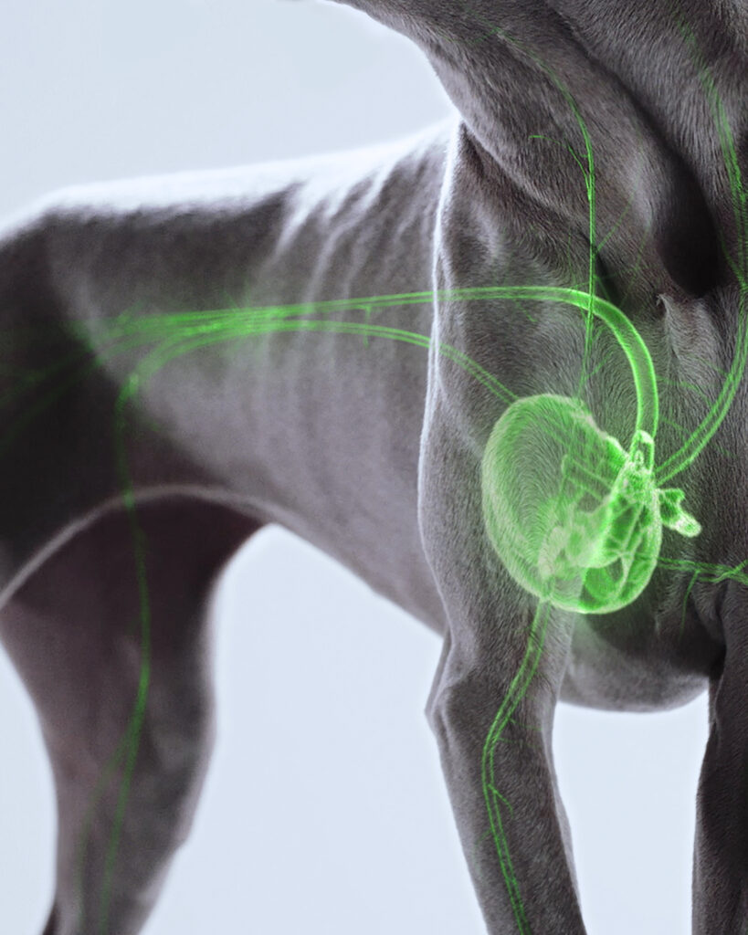 Dog with CG overlay highlighting circulatory system
