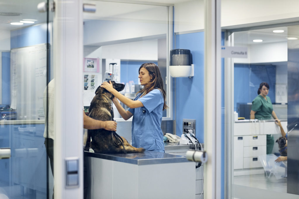 Doctors examining dog in hospital