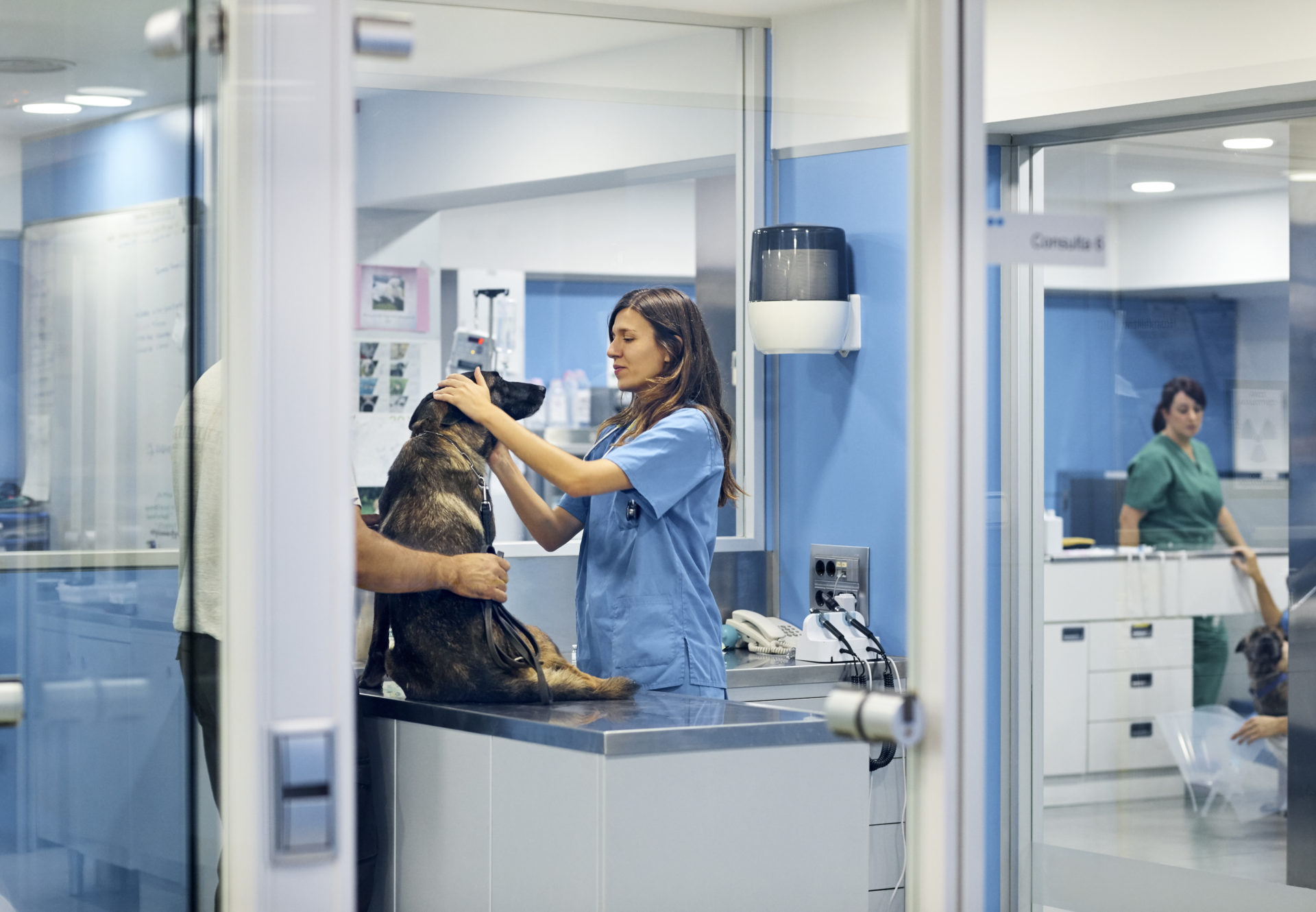 Doctors examining dog in hospital
