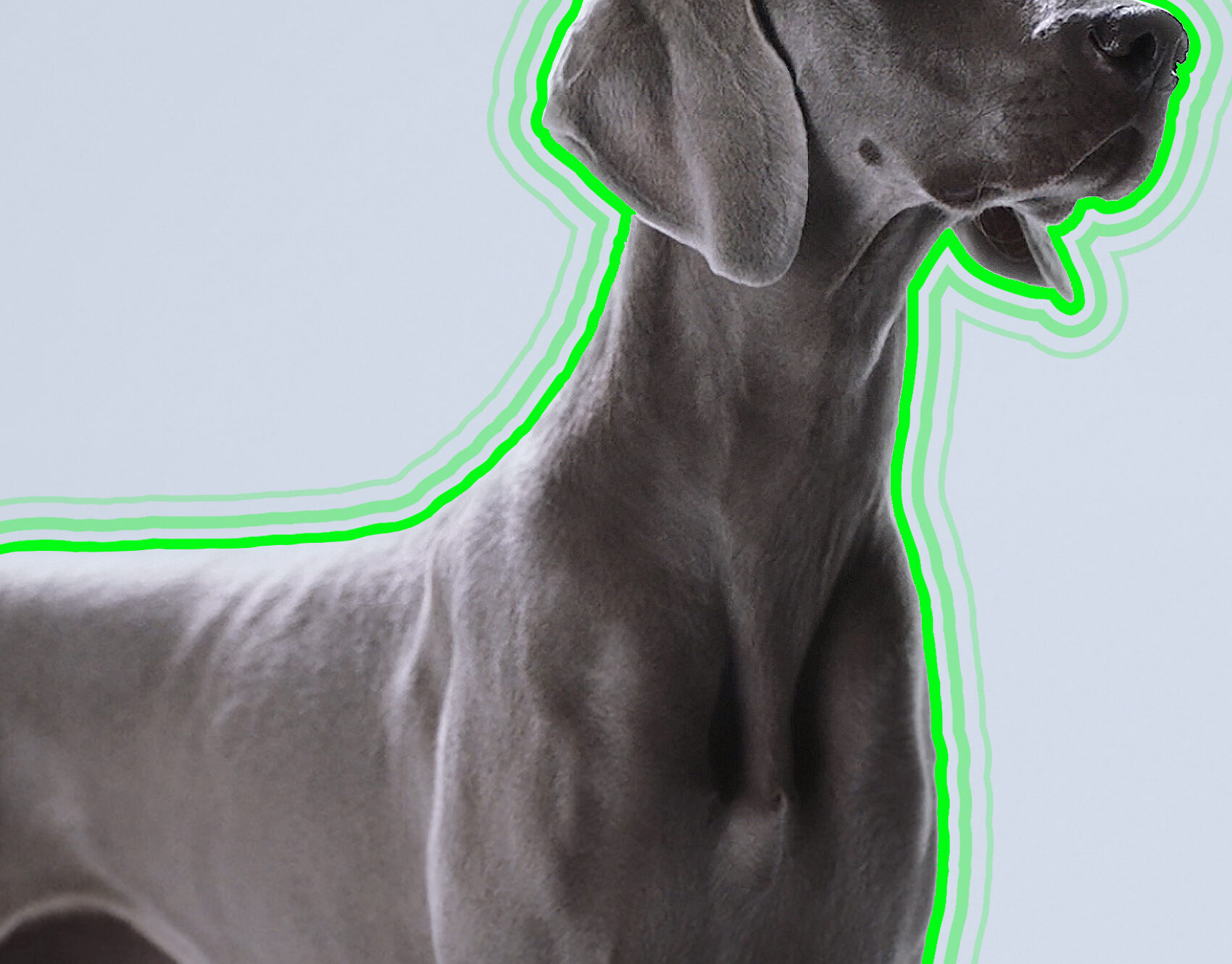 Dog with CG overlay highlighting the dog's body