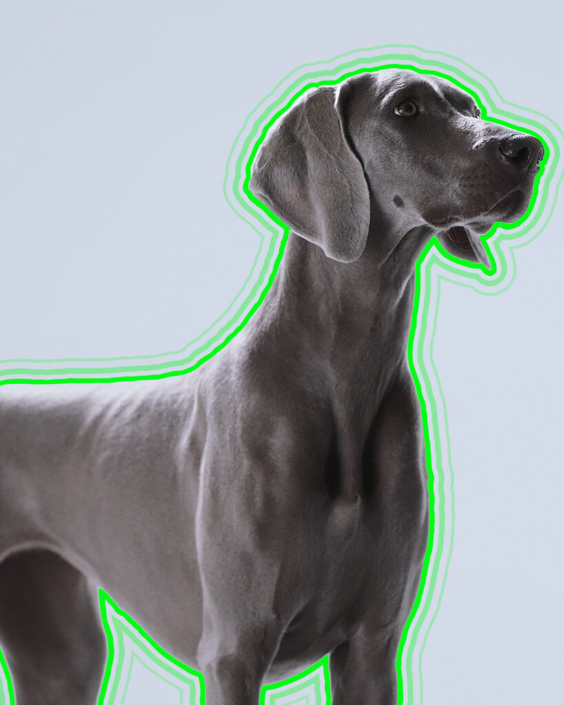 Dog with CG overlay highlighting the dog's body