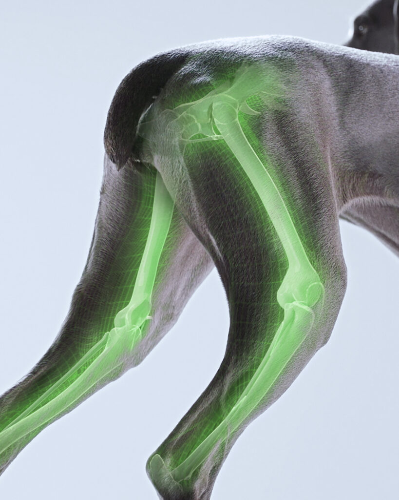 Dog with CG overlay highlighting the dog's leg bones system