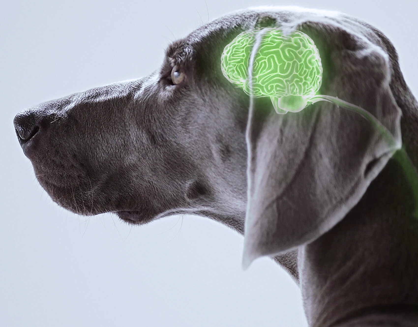 Dog with CG overlay highlighting nervous system