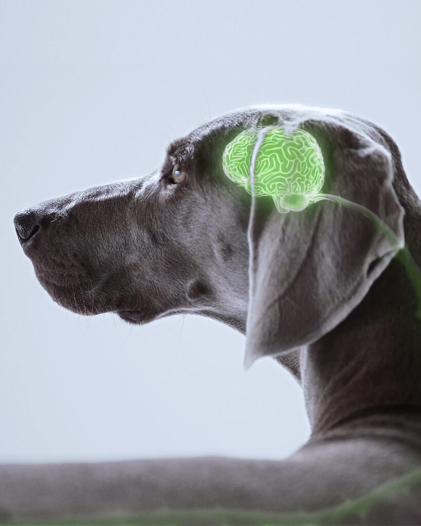 Dog with CG overlay highlighting nervous system