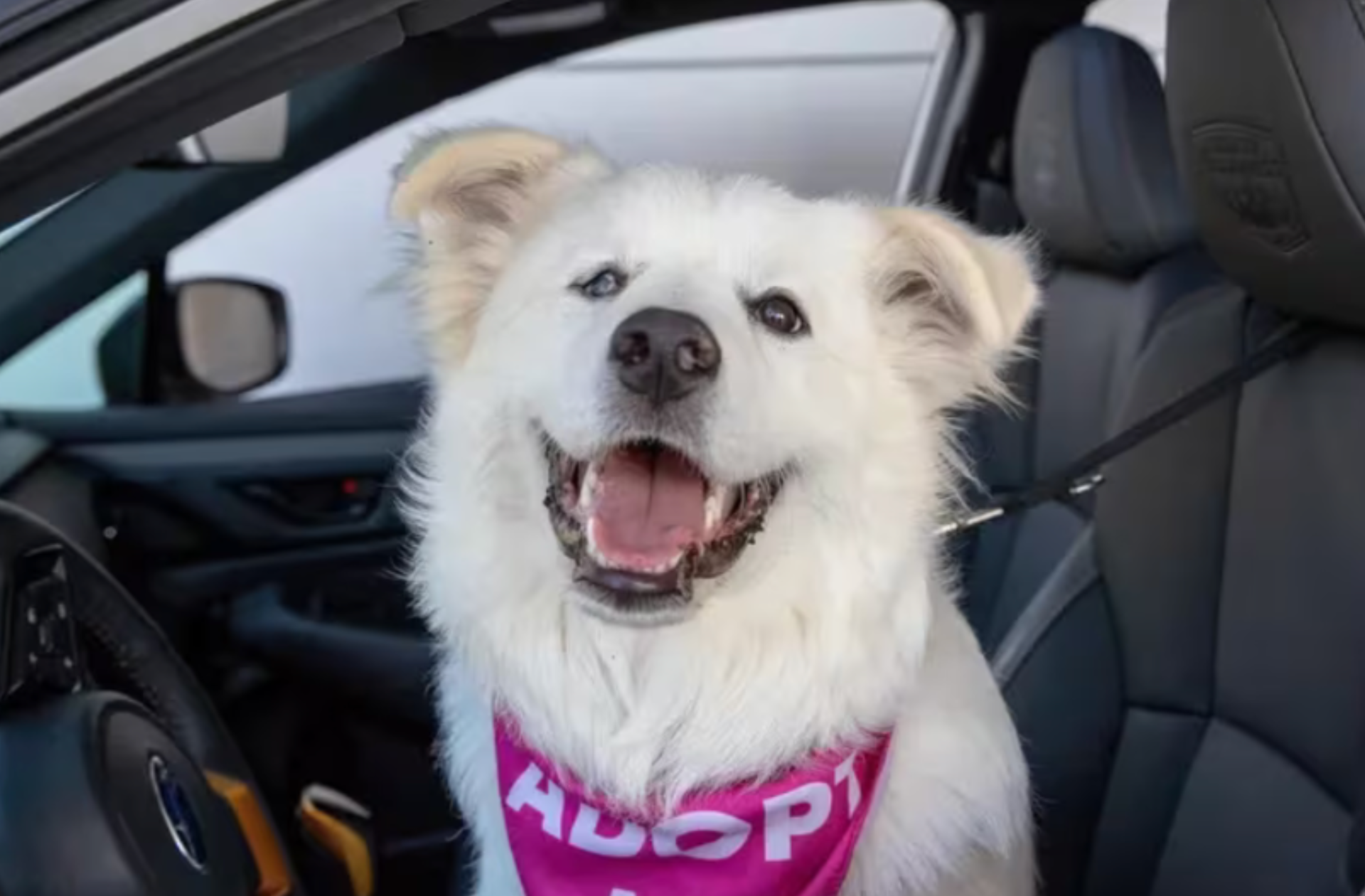 Great Pyrenees in car