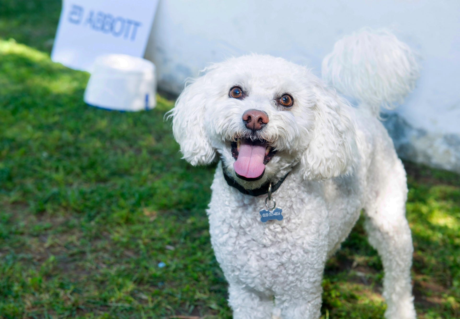 Image of Puppy Treated for Heart Disease with ACDO